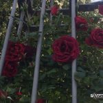 Roseto Comunale