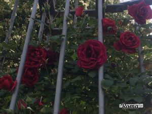 Roseto Comunale