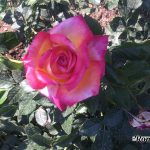 Roseto Comunale