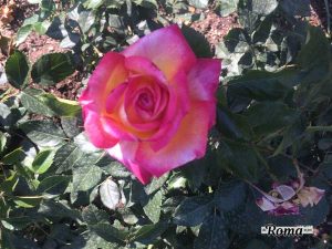 Roseto Comunale