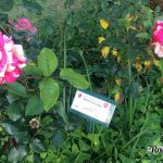 Roseto Comunale