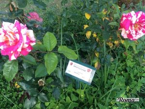 Roseto Comunale