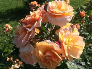 Roseto Comunale
