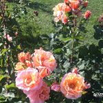 Roseto Comunale