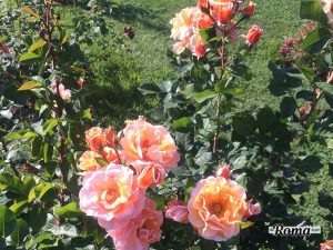 Roseto Comunale